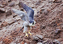 Falco  peregrinus